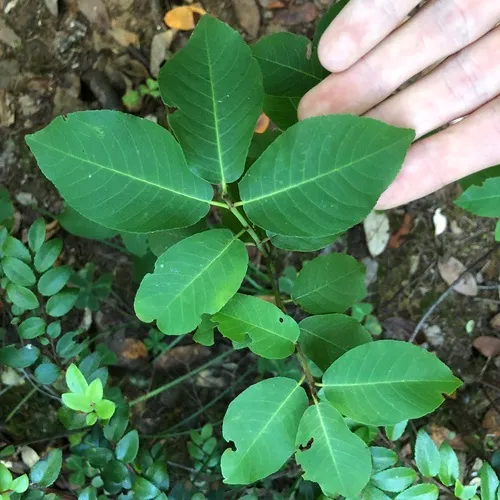 coffeeberry