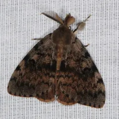 Spongy Moth thumbnail 4