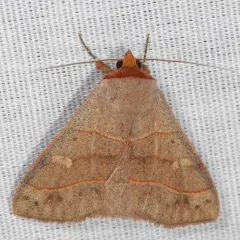 Red-lined Panopoda Moth thumbnail 3