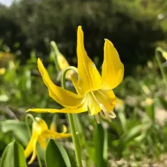 Glacier Lily thumbnail 4