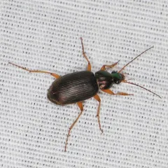 Say's Ground Beetle thumbnail 4