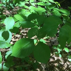 Round-leaved Dogwood thumbnail 4