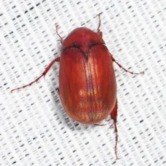 Asiatic Garden Beetle thumbnail 4