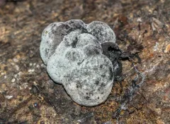 Daldinia childiae thumbnail 2