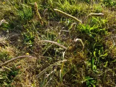 Dallis grass thumbnail 4
