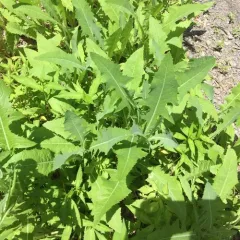 Perennial Sow Thistle thumbnail 4