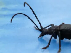 Neanthophylax tenebrosus thumbnail 2