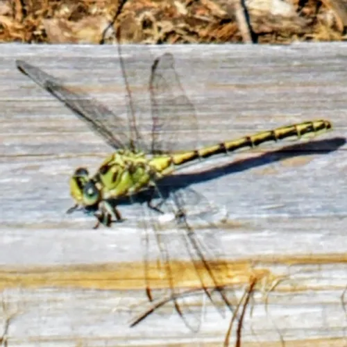 Pale Snaketail