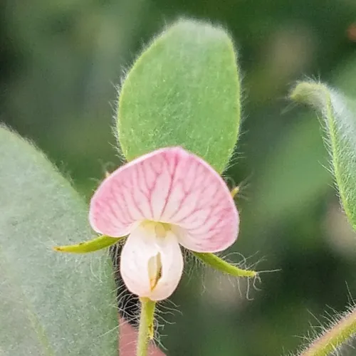 Spanish clover