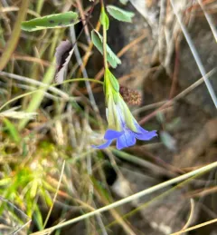 Mendocino gentian thumbnail 3