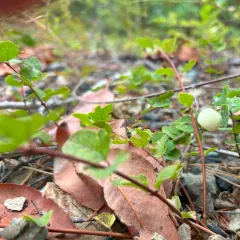 creeping snowberry thumbnail 3