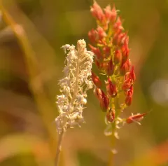 California bog asphodel thumbnail 4