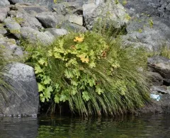 Umbrella Plant thumbnail 4