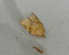 Orange Tortrix Moth thumbnail 3