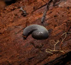 Dromedary Jumping-slug thumbnail 3