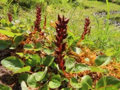 Sprouting Leaf Willow thumbnail 2