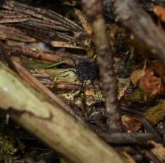 Dendrolasma mirabile thumbnail 4