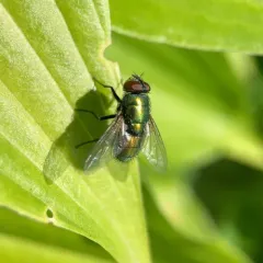 Common European Greenbottle Fly thumbnail 5
