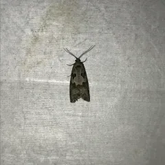 Gray Tortrix thumbnail 3
