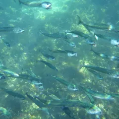 Atlantic Mackerel thumbnail 4