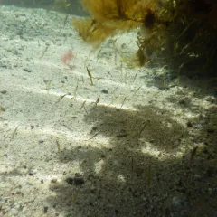 Chameleon Shrimp thumbnail 4