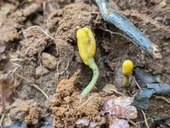 Green Earthtongue thumbnail 4