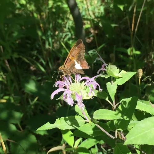 Silver-spotted Skipper