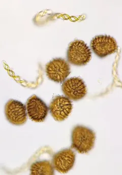Acid Frillwort thumbnail 3