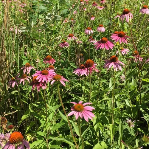 purple coneflower
