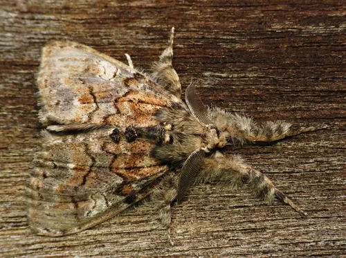 Yellow-based Tussock Moth