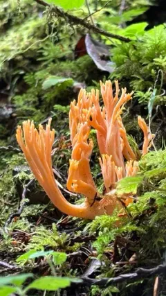 Ramaria conjunctipes thumbnail 3