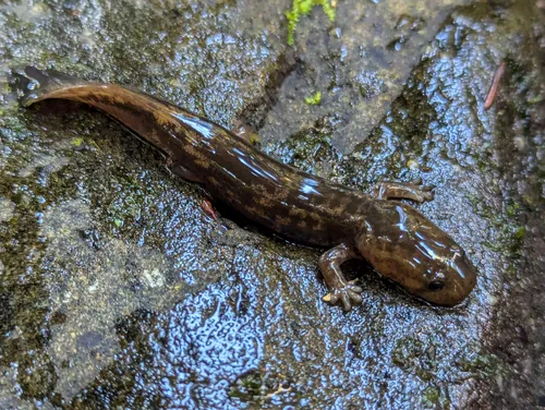 Cope's Giant Salamander