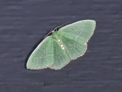 Red-bordered Emerald thumbnail 4