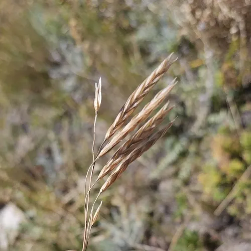 Pumpelly's Bromegrass