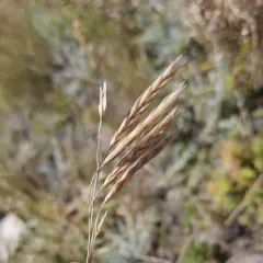 Pumpelly's Bromegrass thumbnail 1