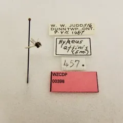 Hylaeus affinis thumbnail 4