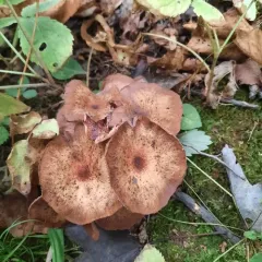 Honey Mushroom thumbnail 4