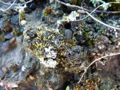 Buckia vaucheri thumbnail 2