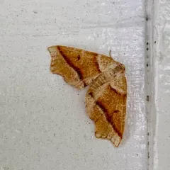 Hollow-spotted Plagodis Moth thumbnail 4