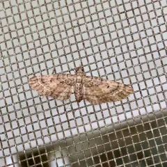 Small Pine Looper Moth thumbnail 4