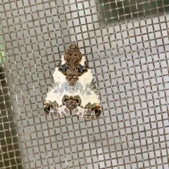 Tufted Bird-dropping Moth thumbnail 4