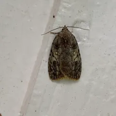 White-blotched Balsa Moth thumbnail 3