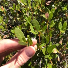 huckleberry oak thumbnail 2