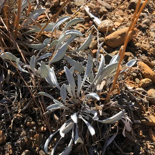siskiyou mountains ragwort