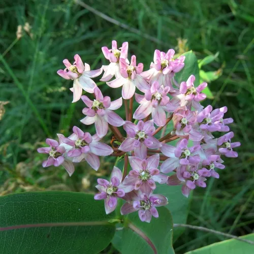 prairie milkweed