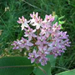 prairie milkweed thumbnail 1