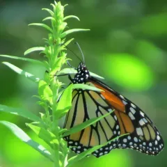 Monarch thumbnail 2