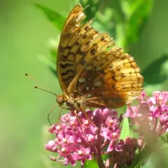 Great Spangled Fritillary thumbnail 3
