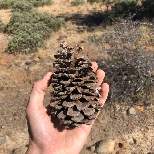 Jeffrey pine