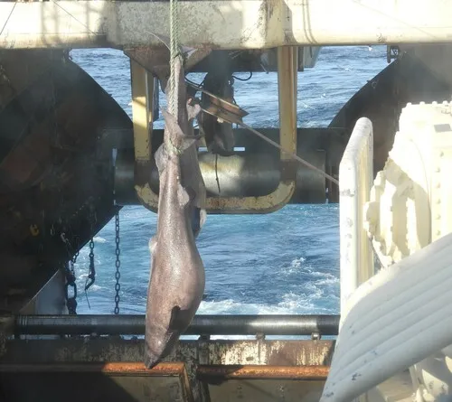Greenland Shark
